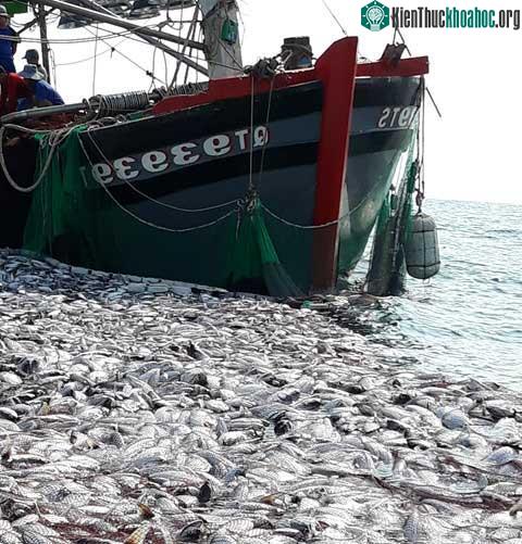 Cá nằm trước mũi tàu.