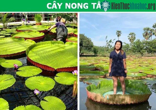 Cây nong tằm