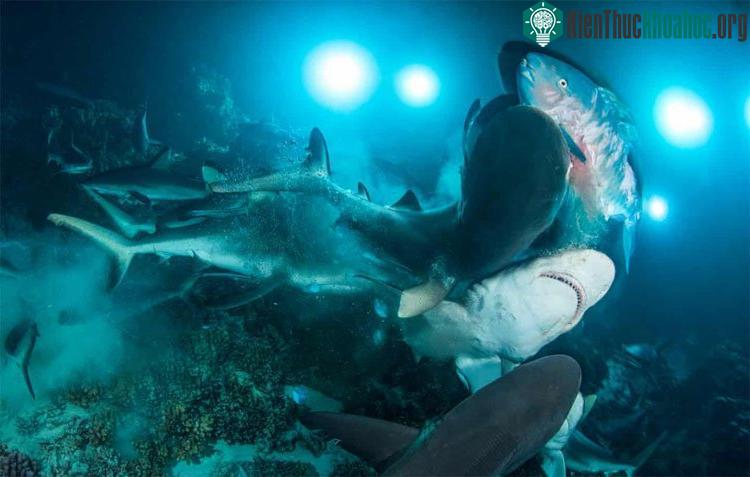 Bức ảnh có tên "Găng tay sắt" của Richard Barnden được trao giải nhất hạng mục ảnh hoạt động.
