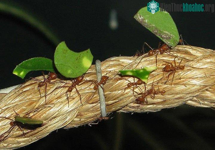Kiến lửa là một loại kiến ăn côn trùng khác.