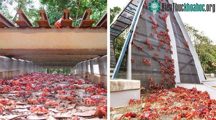 Cua đỏ trên đảo Phục Sinh