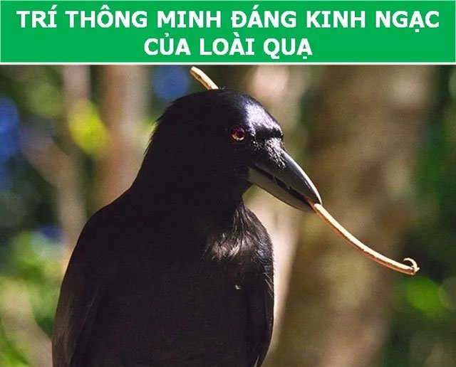 https://i.khoahoc.tv/photos/image/2019/03/19/qua.jpg