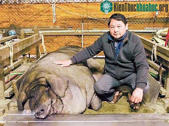 Vua heo nặng gần 1 tấn