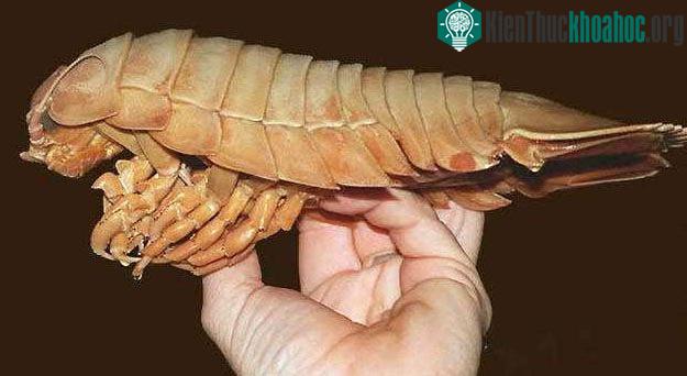 Bà mẹ chấy biển hi sinh mạng sống cho con - (Ảnh: AnimalPlanet).