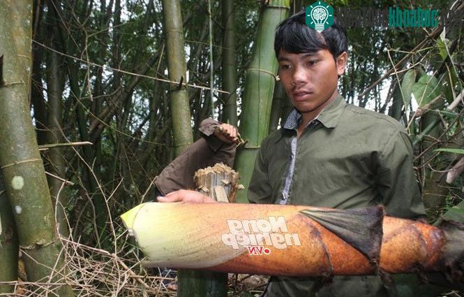 Cây măng được người dân làng Long Riêu chặt đưa về làm thức ăn.