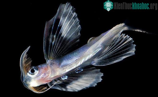 Cheilopogon: Đây là một loài thuộc họ cá chuồn. Chúng có đặc trưng là vây ở ngực rất lớn và cơ thể đầy màu sắc.