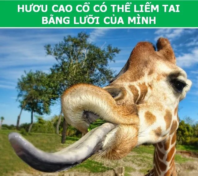 https://i.khoahoc.tv/photos/image/2019/03/19/huou-cao-co.jpg