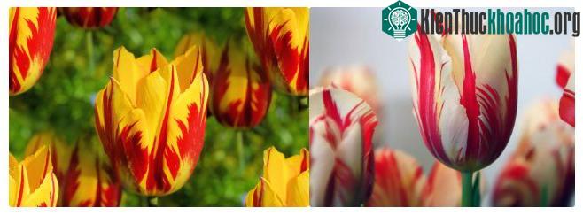Hoa tulip thế kỷ 17
