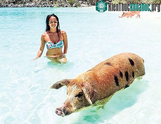 Heo biết bơi ở Bahamas