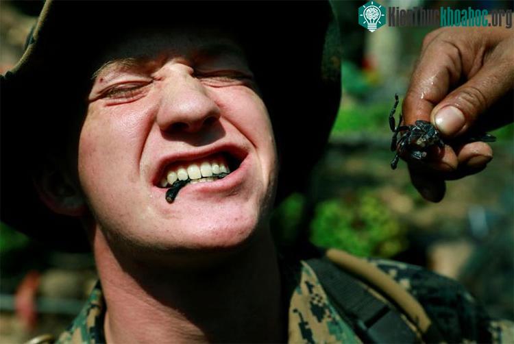 Quân nhân Mỹ phải nhai bọ cạp sống.
