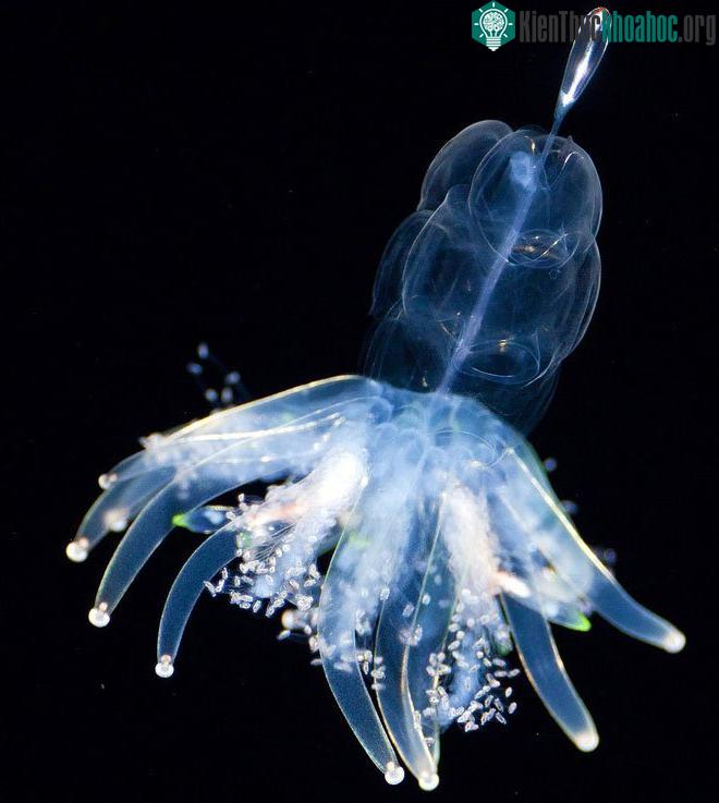 Physophora hydrostatica: Thường được gọi là siphonophore váy hula. Loài này có một khoang chứa đầy khí với đầu màu đỏ đậm. Chúng có chiều dài 20 mm và rất mỏng manh.