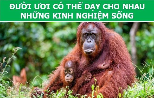 https://i.khoahoc.tv/photos/image/2019/03/19/duoi-uoi.jpg