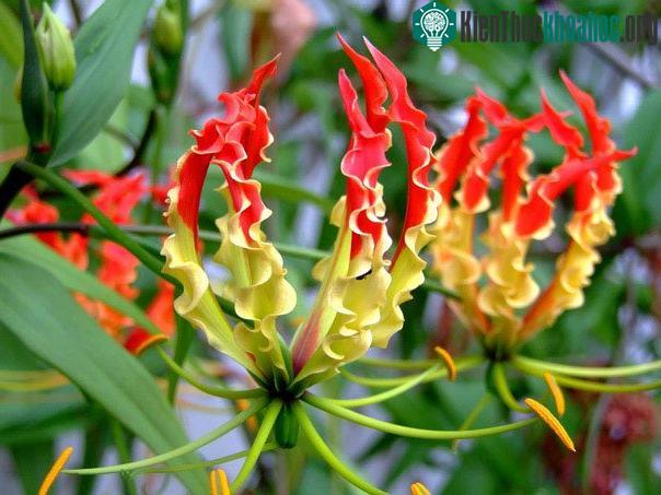 Hoa Gloriosa