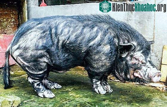 Heo xấu như quỷ