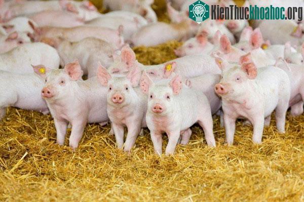 Sow 570 đã sinh ra một số lượng heo con rất ấn tượng.