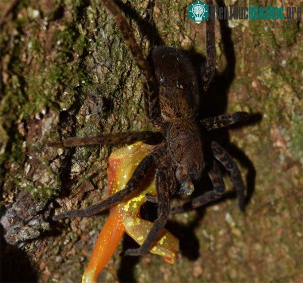 Ếch cây trở thành món ăn ngay sau đó cho con nhện họ Ctenidae.