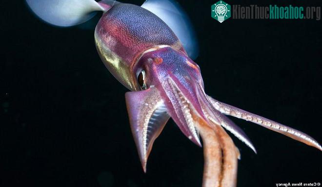 Sthenoteuthis oaualaniensis: Còn được biết đến là mực tím, là một loài thân mềm thuộc họ Ommastrephidae. Giống như các loài khác, nó cư trú ở tầng sâu 1000m dưới đại dương.