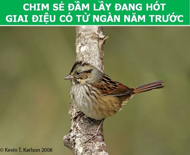 https://i.khoahoc.tv/photos/image/2019/03/19/chim-se-dam-lay.jpg