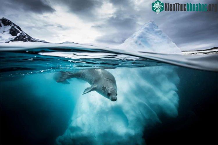 Bức ảnh chụp một cá thể hải cẩu ăn cua tại vịnh Pleneau, bán đảo Nam Cực