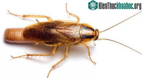 Gián Đức