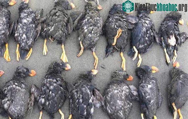 Số lượng xác chim puffin dạt bờ lên đến hàng trăm con.