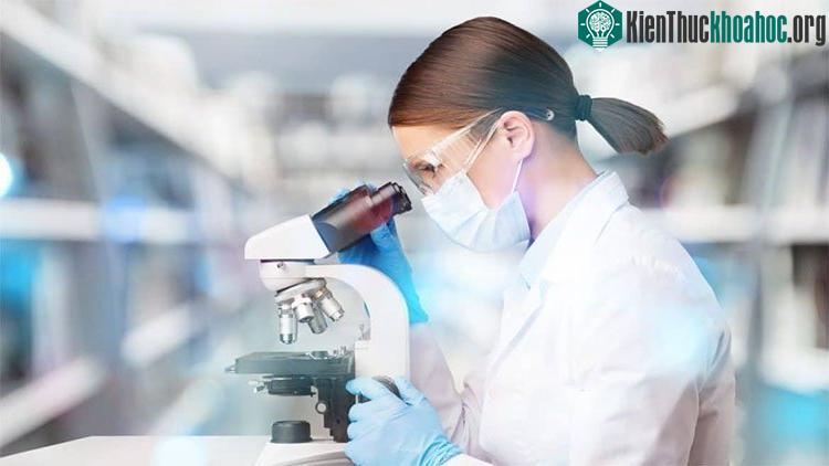 Theo quá trình tiến hóa, những protein này đã trở thành các enzyme hiệu quả và đơn nhất.