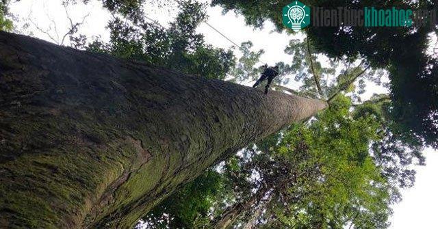 Trèo lên cây nhiệt đới cao nhất thế giới không dành cho người yếu tim. Ảnh: National Geographic.
