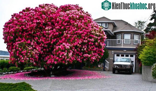Nguồn ảnh: reddit
