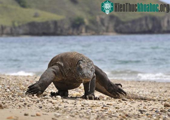 Rồng komodo