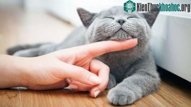Mèo nhà có thể phân biệt tên của mình ảnh 0