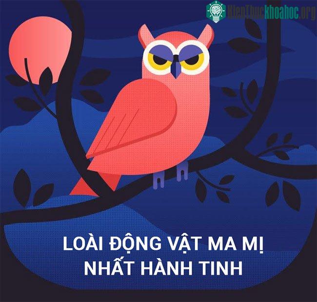 Loài động vật ma mị nhất hành tinh