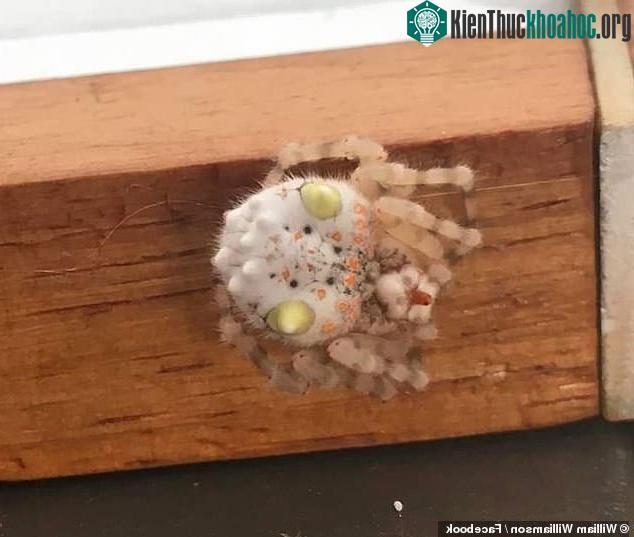 Trong ảnh là một miếng sushi ngon lành với thịt cua và dưa chuột trang trí bên trên?