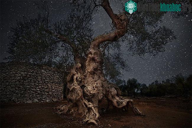 Cây oliu cổ thụ ở Puglia, Ý sống hơn 300 năm tuổi