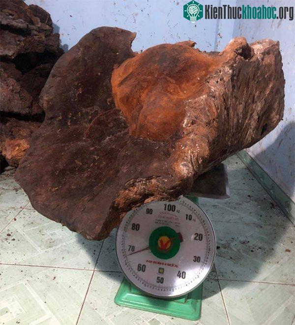 Cây nấm chò nặng gần 70kg.