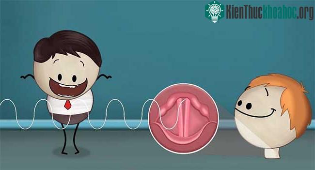 Giọng nói được tạo ra nhờ sự trợ giúp của dây thanh âm.