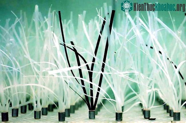 Cỏ biển nhân tạo mô phỏng theo loài cỏ biển Zostera marina trong tự nhiên