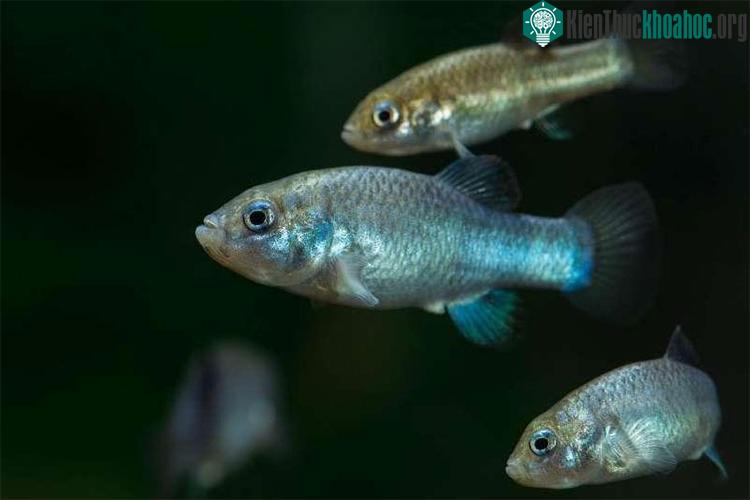 Các nhà khoa học đã tìm ra cách để ngăn loài cá hiếm nhất thế giới khỏi sự tuyệt chủng ảnh 0