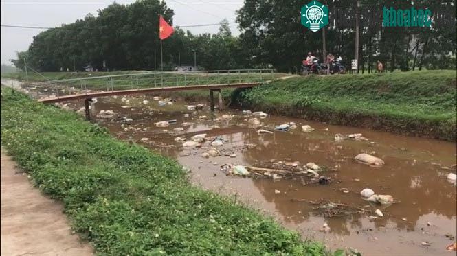 Tuyệt đối không được vứt xác lợn ra sông suối ao hồ kênh rạch.