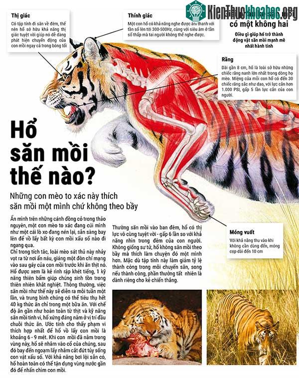 Cách hổ săn mồi
