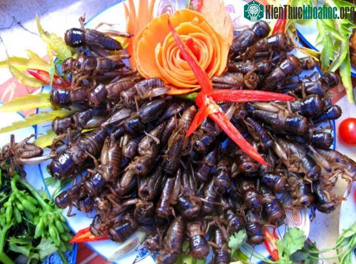 Việc sử dụng côn trùng để chế biến thành thức ăn đã và đang xuất hiện nhiều nguy cơ ảnh hưởng đến sức khỏe.