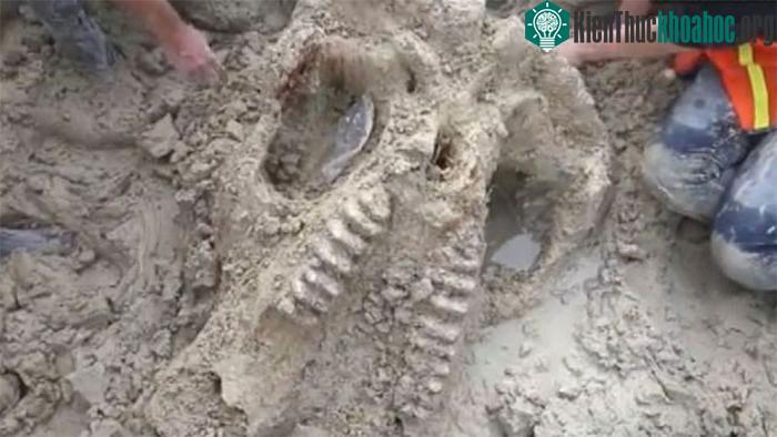 Phần xương hàm của con voi răng mấu được tìm thấy trong trang trại ở bang Iowa, Mỹ