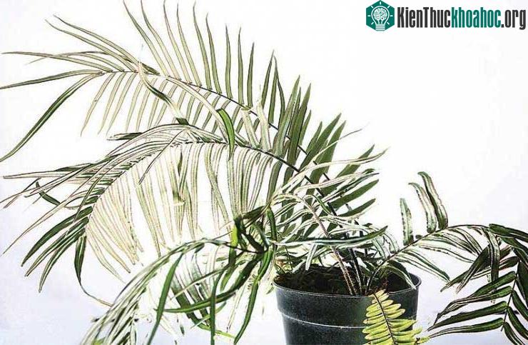 Loài dương xỉ bản địa ở Trung Quốc được cho có khả năng làm sạch được asen.