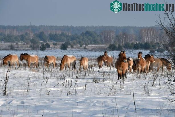 Ngựa Przewalski được nhìn thấy ở nơi từng xảy ra thảm họa hạt nhân.