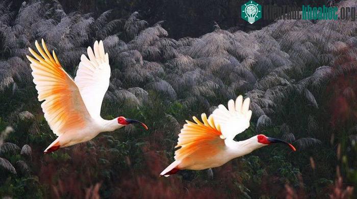 Cò quăm mào hoang dã không được nhìn thấy ở Hàn Quốc từ năm 1979.