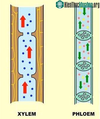 Trong lòng xylem và phloem chỉ chứa nước và các chất dinh dưỡng, chứ không có các tế bào thực vật.