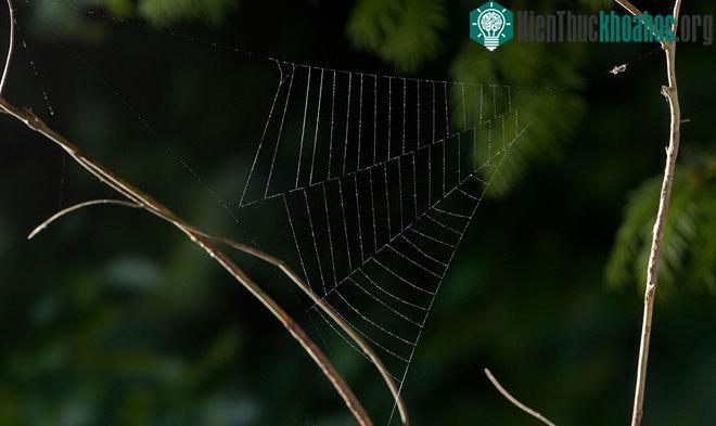 Một con nhện Hyptiotes cavatus trong tư thế săn mồi.