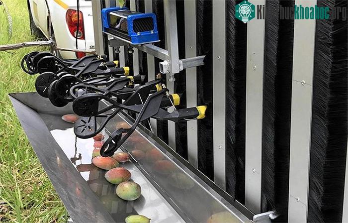 Robot mất khoảng năm giây để hái một quả xoài, tính từ khi phát hiện đến khi hái. (Nguồn: weeklytimesnow.com.au).