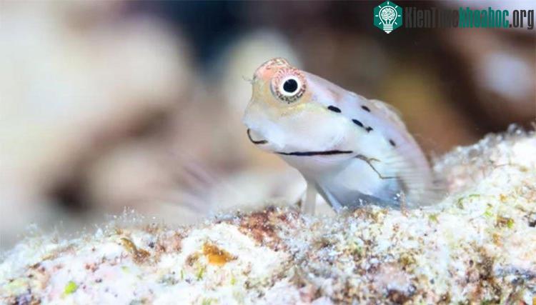 Cá cryptobenthic cung cấp khoảng 60% lượng thức ăn nguồn gốc từ cá cho san hô