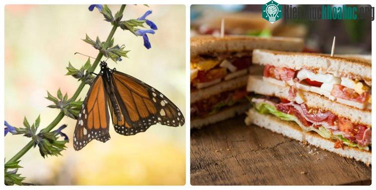 Bướm vua và bánh sandwich