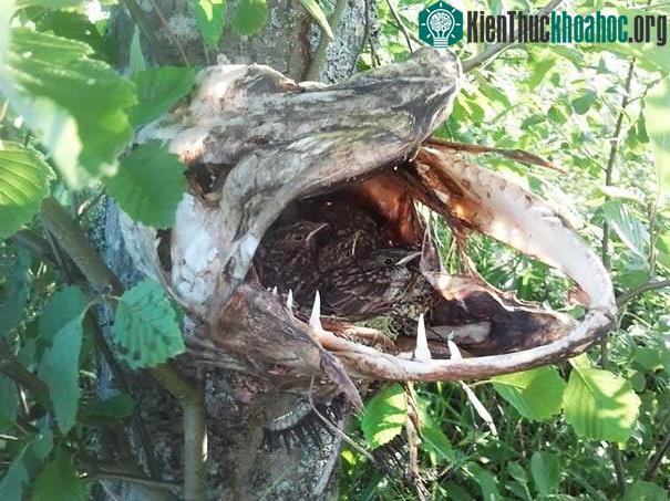 Con chim này làm tổ bên trong hộp sọ của một con cá măng đã chết.